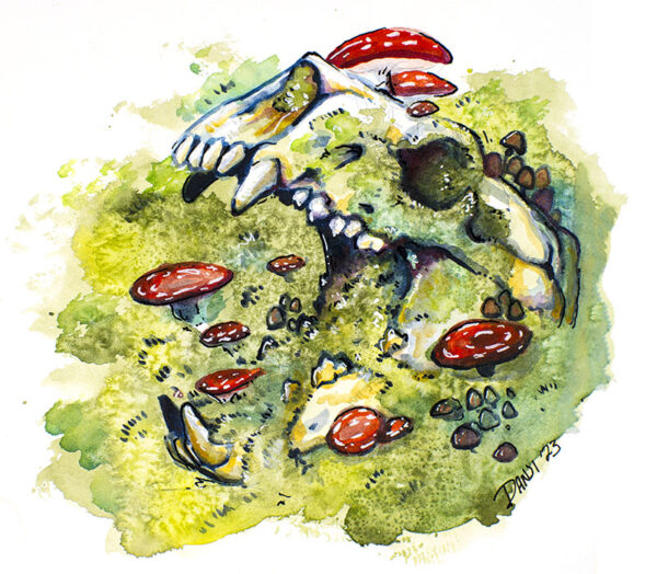 Bear Skull - Original Watercolor 8x8