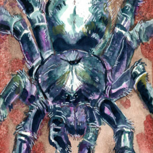 Gooty Sapphire T - Watercolor matted 5x7